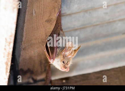 Yellow-winged Bat (Lavia frons) lors d'une gîte diurne dans le Nord de la Tanzanie Banque D'Images