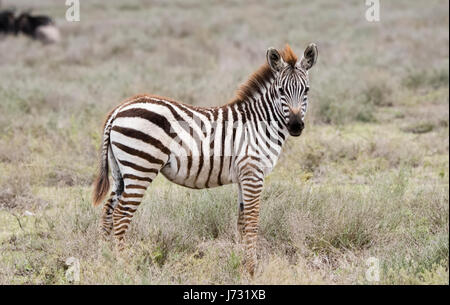 Le zèbre de Burchel (Equus quagga burchellii) sur les plaines du Serengeti Banque D'Images