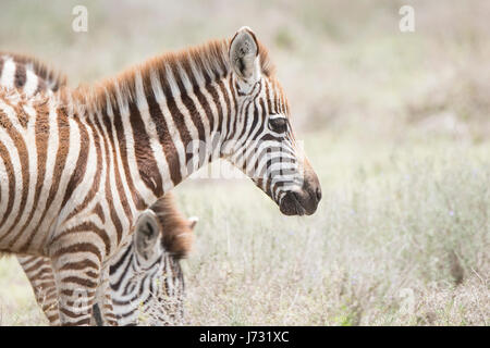 Le zèbre de Burchel (Equus quagga burchellii) sur les plaines du Serengeti Banque D'Images