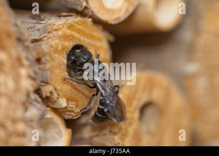 Osmia Chelostoma rapunculi rapunculi, synonyme, femme, une espèce d'abeille solitaire mason, verrouillage sa gorge avec de limon et de petites pierres. Banque D'Images