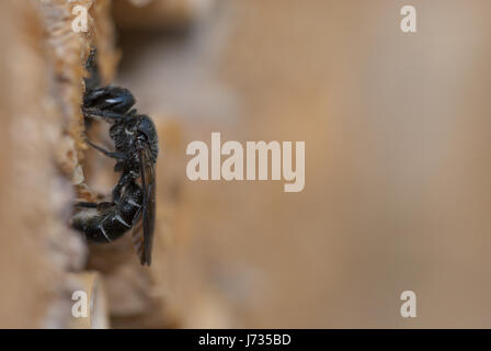 Osmia Chelostoma rapunculi rapunculi, synonyme, femme, une espèce d'abeille solitaire mason, verrouillage sa gorge avec de limon et de petites pierres. Banque D'Images