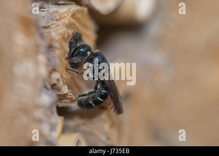 Osmia Chelostoma rapunculi rapunculi, synonyme, femme, une espèce d'abeille solitaire mason, verrouillage sa gorge avec de limon et de petites pierres. Banque D'Images