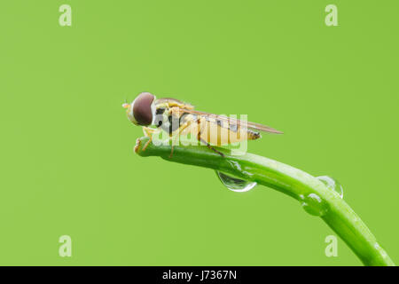 Un Syrphe femelle (Toxomerus geminatus), situé sur la pointe d'une tige de la plante. Banque D'Images