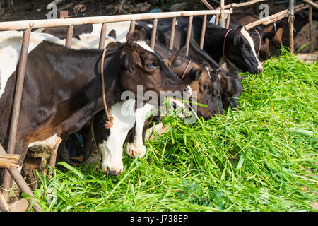 Les vaches à la ferme. Les vaches noires et blanches dans l'herbe verte de l'alimentation stable sous le soleil du matin. Banque D'Images