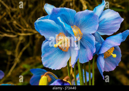 Grandes fleurs de pavot bleu de l'himalaya Meconopsis close-up. Banque D'Images