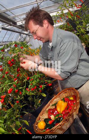 Matt Simpson Simpson de graines dans le jardin clos, pépinière Horningsham, Wiltshire, pousse une grande sélection de piments à hios serres. Banque D'Images