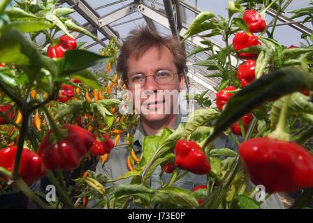 Matt Simpson Simpson de graines dans le jardin clos, pépinière Horningsham, Wiltshire, pousse une grande sélection de piments à hios serres. Banque D'Images