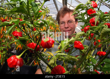 Matt Simpson Simpson de graines dans le jardin clos, pépinière Horningsham, Wiltshire, pousse une grande sélection de piments à hios serres. Banque D'Images