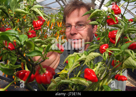 Matt Simpson Simpson de graines dans le jardin clos, pépinière Horningsham, Wiltshire, pousse une grande sélection de piments à hios serres. Banque D'Images