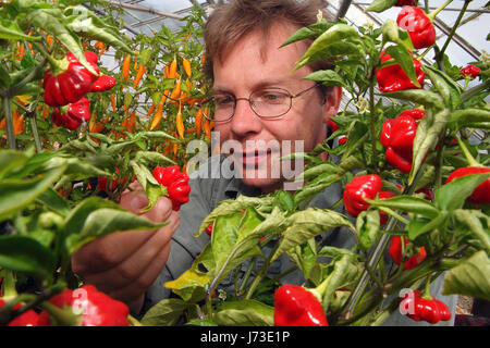 Matt Simpson Simpson de graines dans le jardin clos, pépinière Horningsham, Wiltshire, pousse une grande sélection de piments à hios serres. Banque D'Images