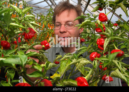 Matt Simpson Simpson de graines dans le jardin clos, pépinière Horningsham, Wiltshire, pousse une grande sélection de piments à hios serres. Banque D'Images