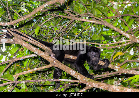 Un singe hurleur manteau relaxant dans un arbre pendant la journée. Banque D'Images