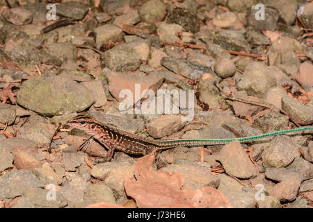 Un pèlerin Ameiva Amérique centrale pour mineurs sur le terrain au Costa Rica Banque D'Images