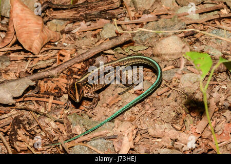 Un pèlerin Ameiva Amérique centrale pour mineurs sur le terrain au Costa Rica Banque D'Images