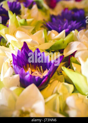 Close up d'un lit de fleurs de lotus sur le deuxième étage du Temple de la Dent sacrée. Banque D'Images