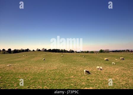 Chatelherault Country Park de brebis dans le paysage avec ciel bleu Banque D'Images