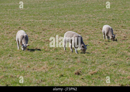 Chatelherault Country Park dans un champ de Moutons Brebis agneaux Banque D'Images