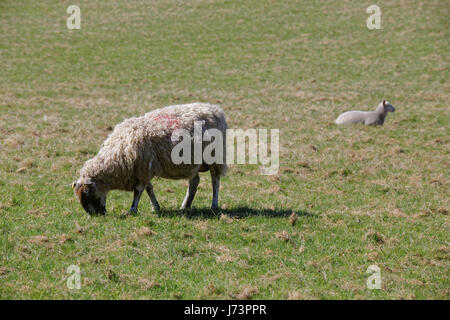 Chatelherault Country Park dans un champ de Moutons Brebis agneaux Banque D'Images