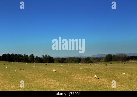 Chatelherault Country Park de brebis dans le paysage avec ciel bleu Banque D'Images