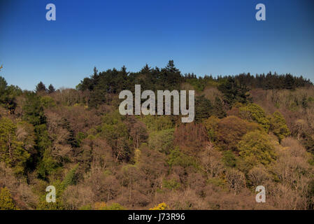 Pays Chatelherault Parc printemps paysage d'arbres forest Woods sur le côté de la rivière Avon gouge Banque D'Images