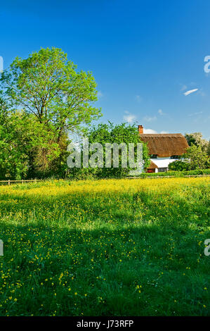 Chaumière aux murs blancs et un champ de renoncules à Shottery, Stratford Upon Avon Banque D'Images