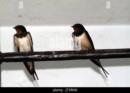 Les oiseaux et les animaux de la faune. Le Swallow nourrit le bébé de nidification des oiseaux, dans une voiture. Banque D'Images