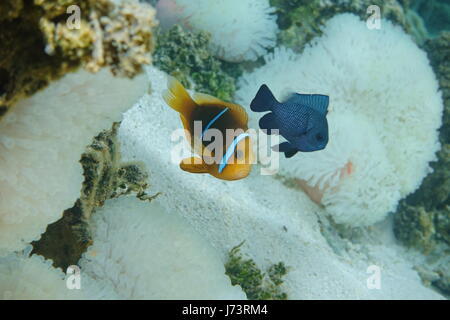 Un poisson tropical orange-fin, poisson clown Amphiprion chrysopterus, avec une demoiselle et anémone de mer en arrière-plan, l'océan Pacifique, Tahiti, French Polyne Banque D'Images