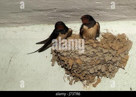 Les oiseaux et les animaux de la faune. Le Swallow nourrit le bébé de nidification des oiseaux, dans une voiture. Banque D'Images