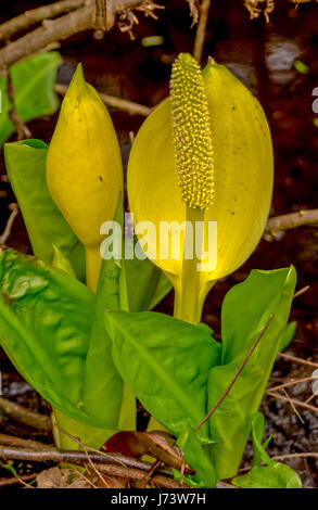 Lysichiton jaune lumineux croissant le long du sentier du lac des Castors, dans le parc Stanley à Vancouver, BC Banque D'Images