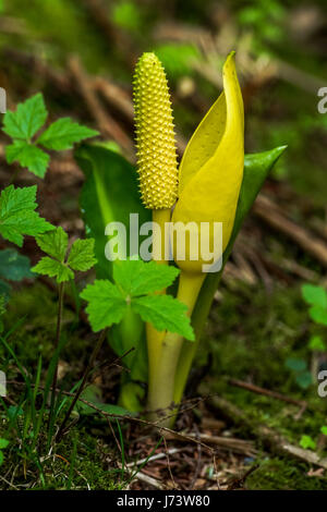 Lysichiton jaune lumineux croissant le long du sentier du lac des Castors, dans le parc Stanley à Vancouver, BC Banque D'Images