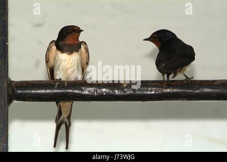 Les oiseaux et les animaux de la faune. Le Swallow nourrit le bébé de nidification des oiseaux, dans une voiture. Banque D'Images