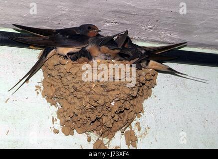 Les oiseaux et les animaux de la faune. Le Swallow nourrit le bébé de nidification des oiseaux, dans une voiture. Banque D'Images