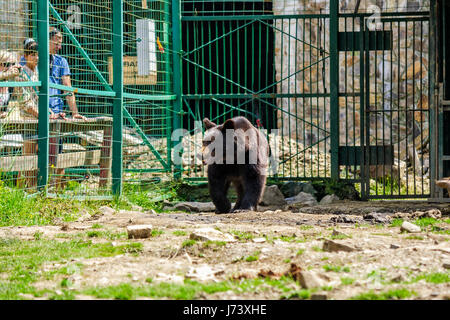 Synevir, Ukraine - Jun 21, 2014 : curieux petit ours brun dans les Carpates. Centre de réadaptation près de Synevir lake en Transcarpatie, Ukraine. Banque D'Images
