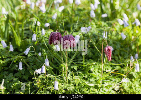 Fritilaria meleagris, fleur frilalaire de la tête de serpent dans un jardin anglais en avril, Angleterre, Royaume-Uni Banque D'Images