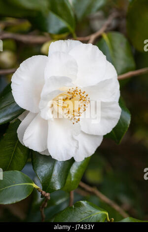 Gros plan d'une fleur blanche de camélia dans un jardin anglais, Angleterre, Royaume-Uni Banque D'Images