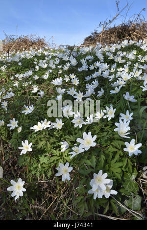 L'Anémone des bois - Anémone nemorosa Banque D'Images