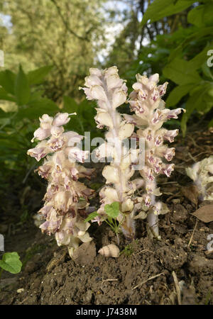 Toothwort - Lathraea squamaria Banque D'Images