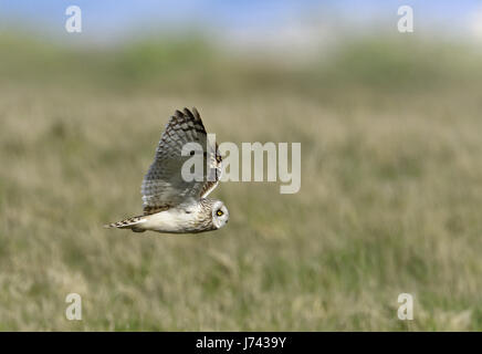 Hibou des marais - Asio flammeus Banque D'Images