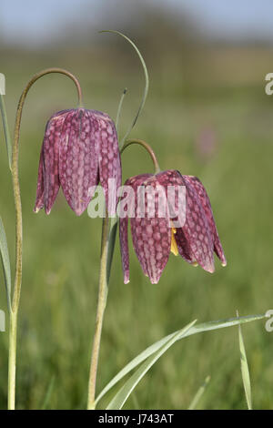 Tête de serpent Fritillary - Fritillaria meleagris Banque D'Images