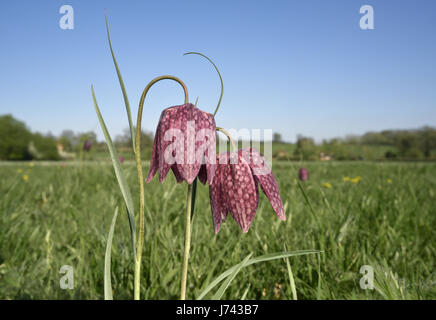 Tête de serpent Fritillary - Fritillaria meleagris Banque D'Images