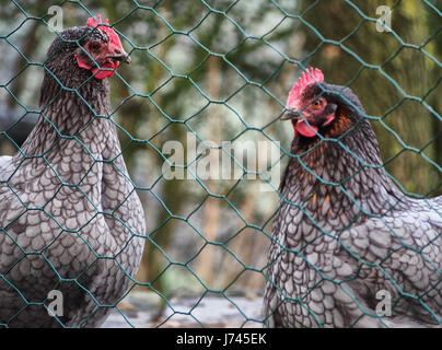 Deux poulets derrière un grillage dans une cage Banque D'Images