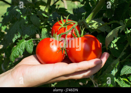 Hand holding red tomatoes on vine Banque D'Images