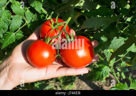 Hand holding red tomatoes on vine Banque D'Images