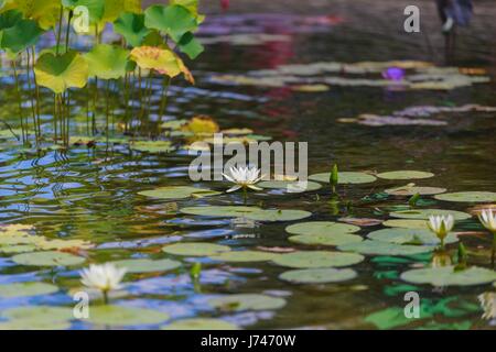 Spring Water Lily billet, amazing Banque D'Images