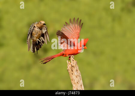 Cardinal rouge Cardinalis cardinalis et Gila Woodpecker Melanerpes uropygialis & Amado, dans le comté de Santa Cruz, Arizona, United States 20 mai Hot Banque D'Images