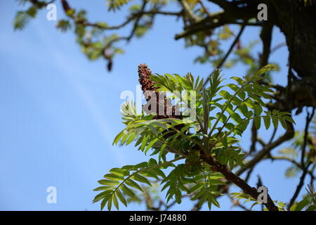 Velours ou vinaigrier sumac vinaigrier (Rhus typhina) Banque D'Images