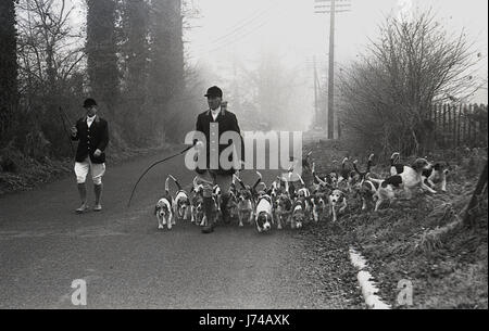 Années 1950, la chasse au renard, l'image montre le maître de chasse avec whip portant l'habit traditionnel veste ou un manteau et culottes conduisant les chiens sur la route. Banque D'Images