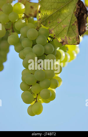 La récolte de raisins fois grappes de raisin raisin vigne vigne gelée blanche-vine Banque D'Images