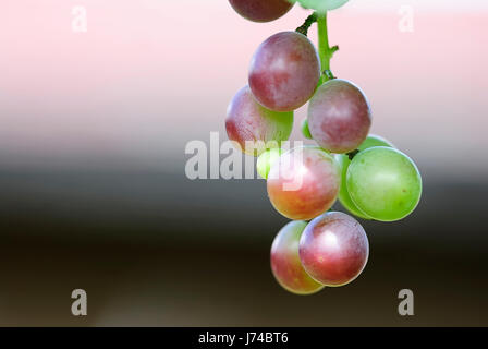 La récolte de raisins fois grappes de raisin raisin vigne vigne gelée blanche-vine Banque D'Images