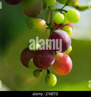 La récolte de raisins fois grappes de raisin raisin vigne vigne gelée blanche-vine Banque D'Images